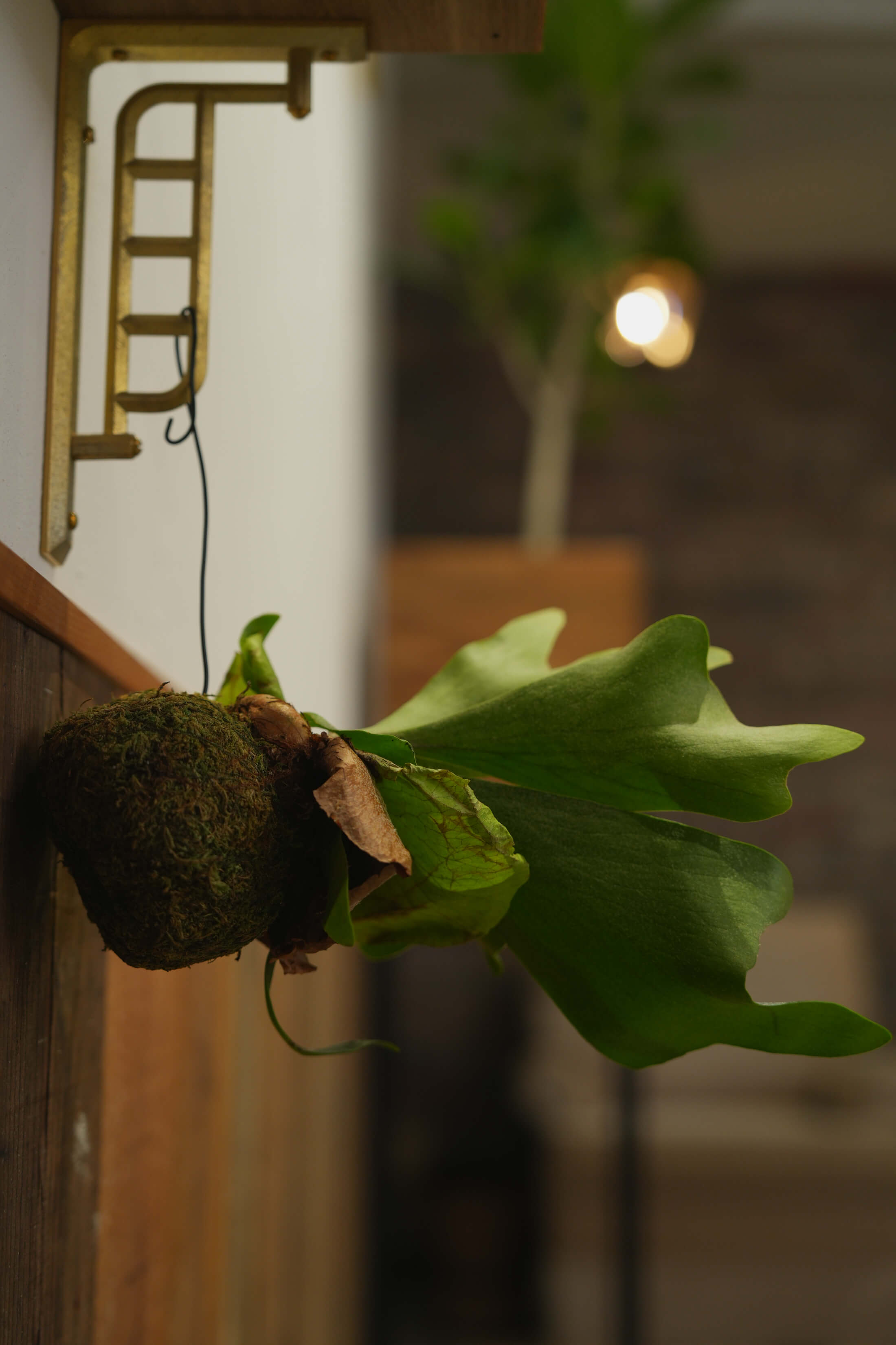 サロンの植物